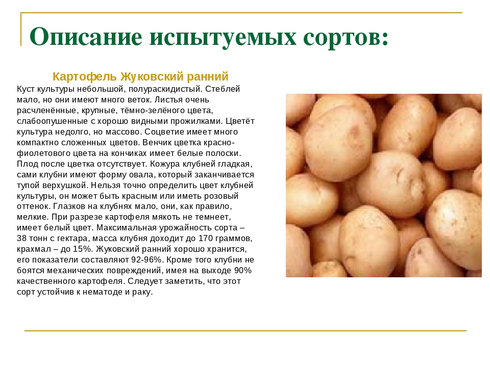Лучшие сорта картофеля для сибири (западной и восточной): описания и характеристики