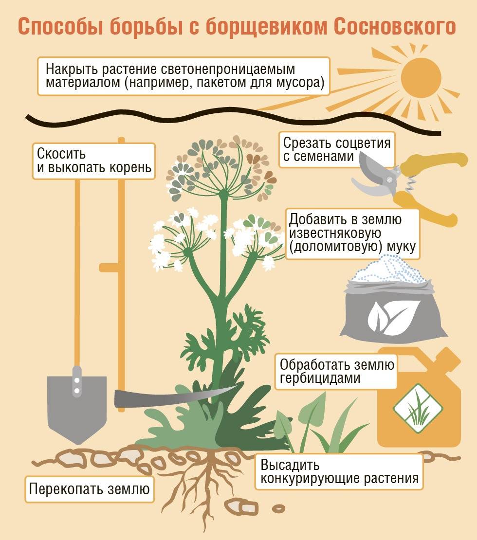 Ядовитые Цветы И Растения