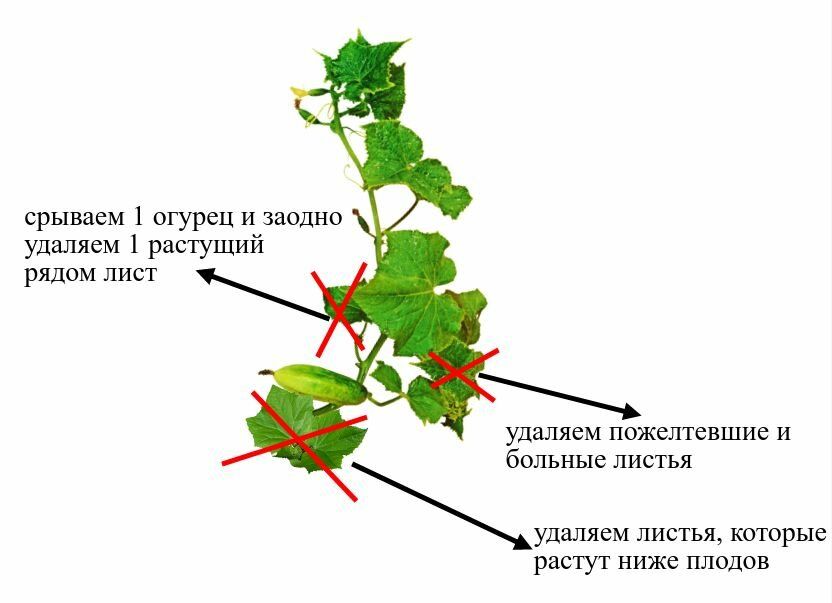 Обрезка листьев у огурцов в теплице схема