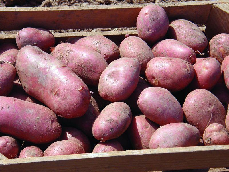 Сорт картофеля ред скарлет: описание, посадка и уход