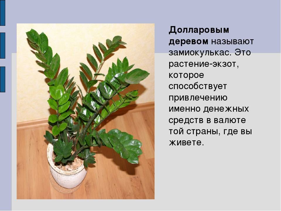 Цветок замиокулькас: уход в домашних условиях, описание, полив, пересадка, приметы