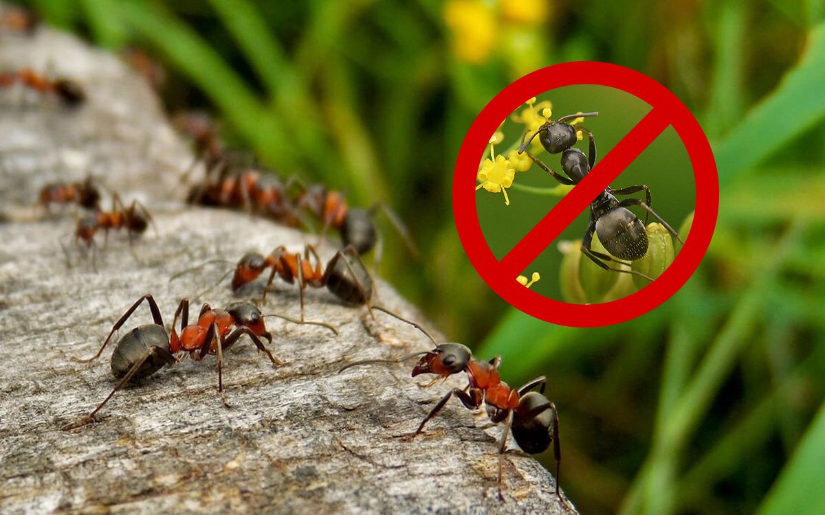 Борьба с муравьями на садовом участке: химические и народные средства, ловушки