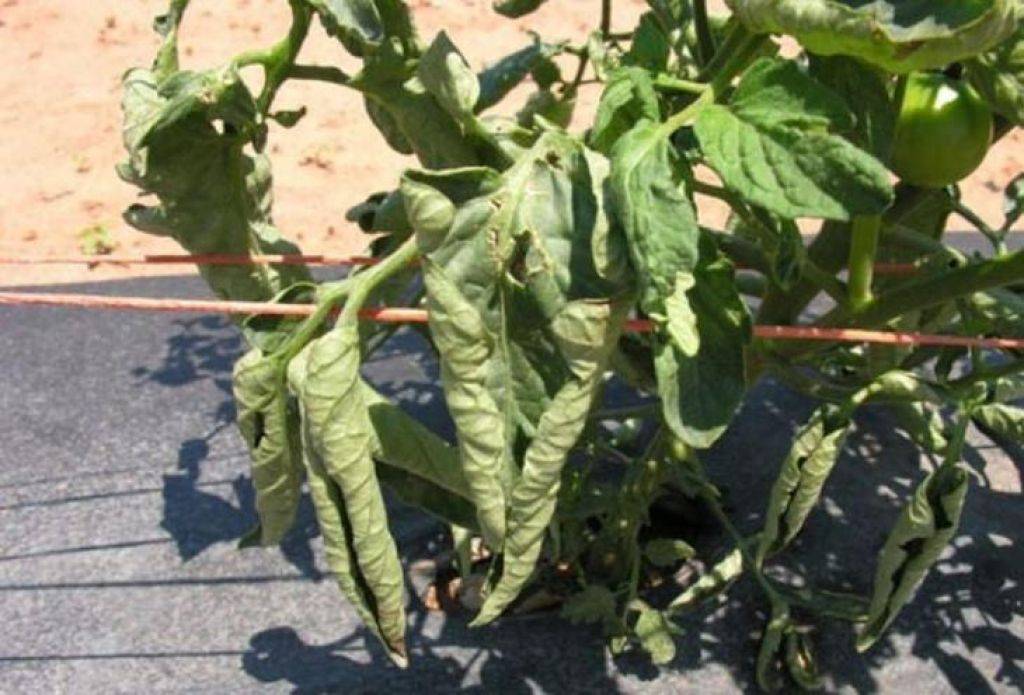 Почему у помидоров скручиваются листья: причины и что делать, как помочь томатам