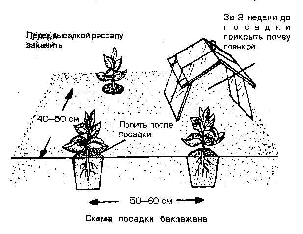 Выращивание перца в теплице: сорта, схема посадки, уход