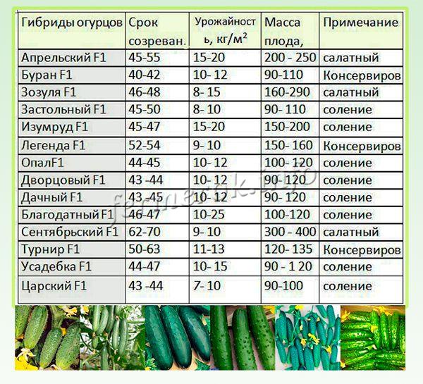 Лучшие сорта огурцов на 2021 год: самые урожайные, вкусные, для теплицы и открытого грунта