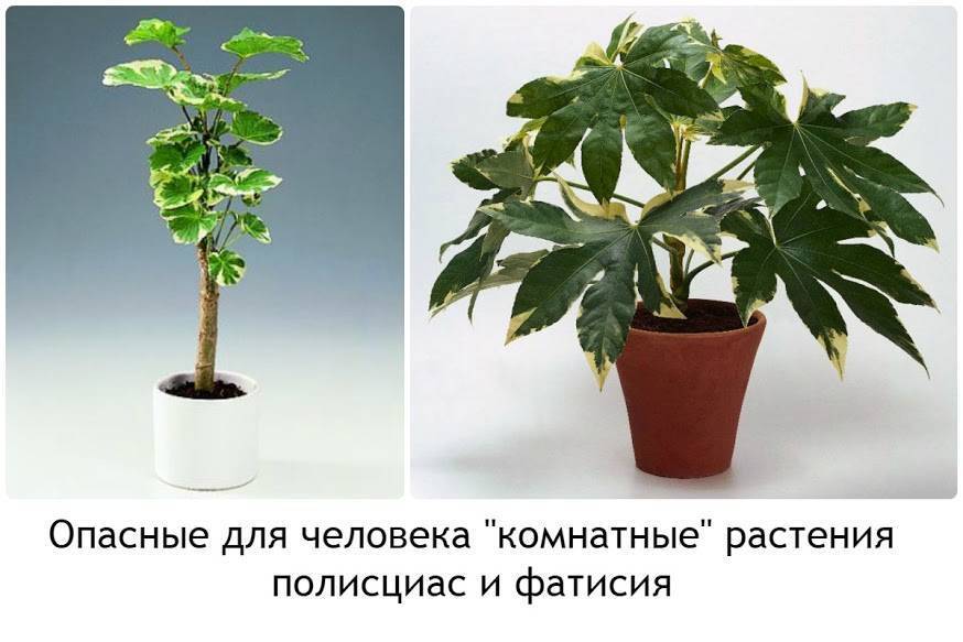 Растения, которые нельзя выращивать дома, в квартире, вредные комнатные цветы