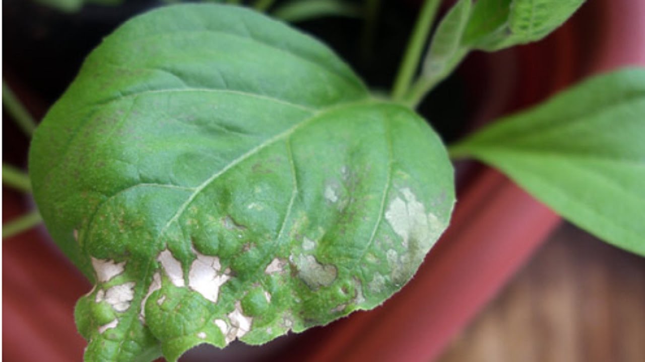 Болезни и вредители перца: борьба с ними, фото листьев, лечение
