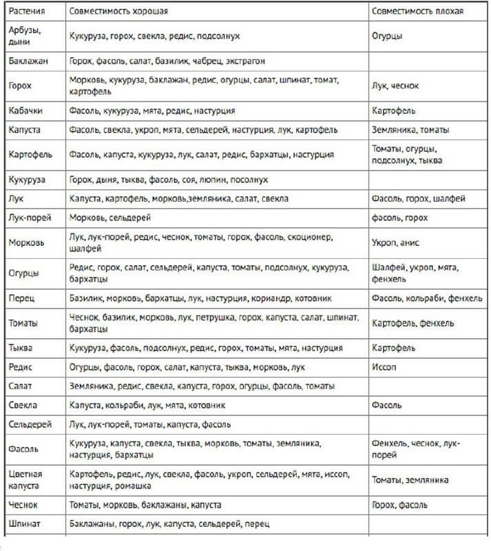 Совместимость овощей на грядке при посадке в открытый грунт таблица фото