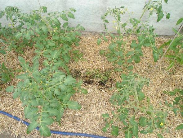 Мульчирование томатов в теплице: выбор материалов и технология
