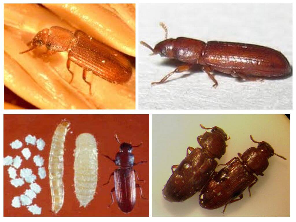 Жучки в крупе: почем появляются насекомые в гречке и манке и как бороться с жучками в крупе