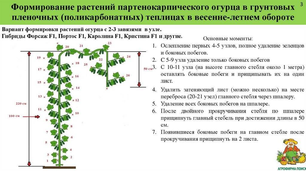 Выращивание огурцов в теплице от а до я