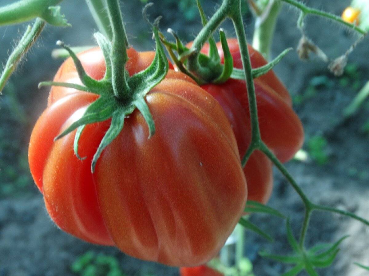 Вкусные помидоры для Урала в теплице: 12 лучших сортов