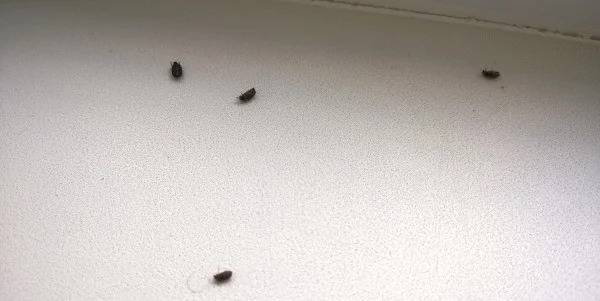 Черные жуки на балконе