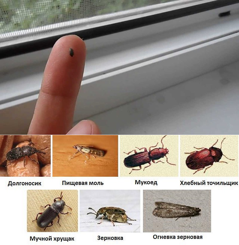 Почему появляются насекомые на подоконнике: разновидности жучков и способы борьбы