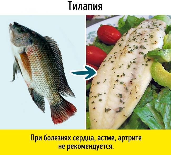 Остерегайтесь этих рыб! 10 видов рыб которые содержат больше всего токсинов