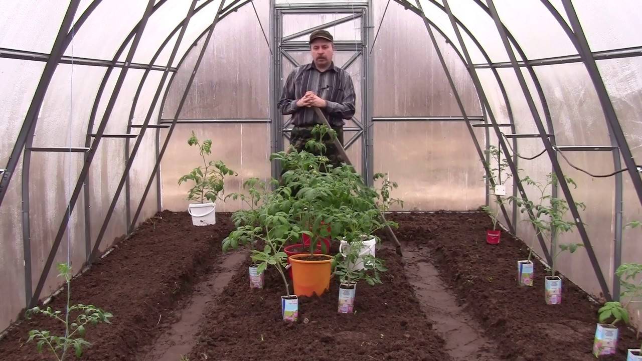 Сажаем помидоры в теплицу из поликарбоната: как и когда правильно сажать, схема посадки и какие семена лучше высаживать