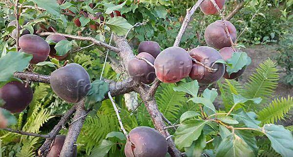 Черный абрикос черный принц: как вырастить экзотический фрукт