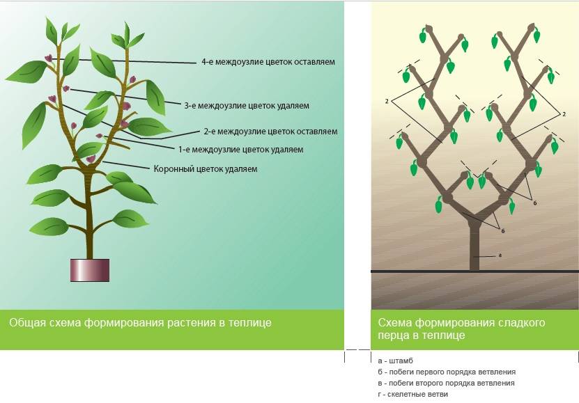 Схема формирования перцев в теплице рисунок