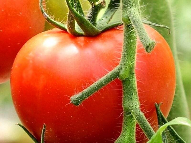 Низкорослые сорта томатов для теплиц | огородник