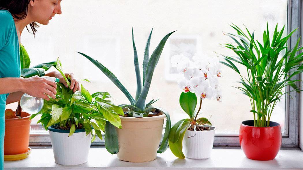 Самые полезные для здоровья комнатные растения