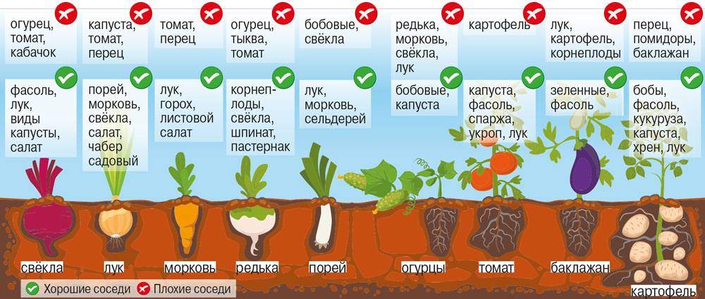 Что можно выращивать в теплице: самые популярные овощи и зелень