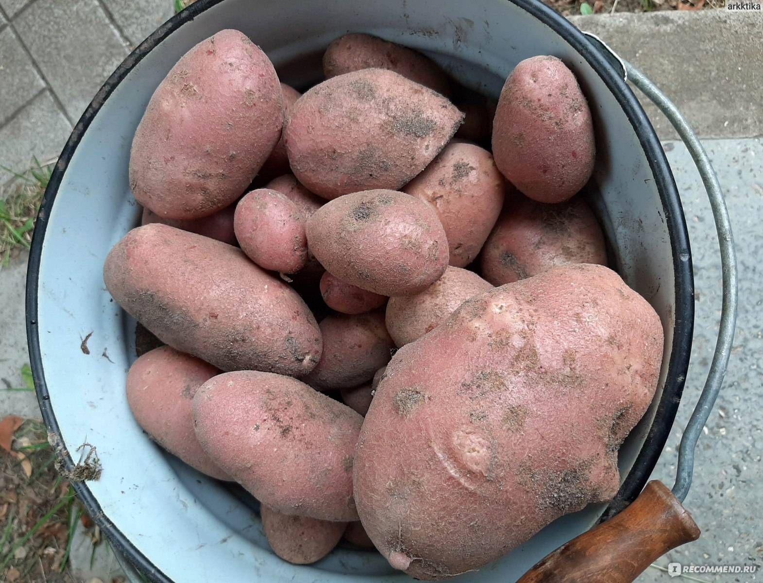 Картофель ред скарлет: характеристика и описание сорта, выращивание и уход