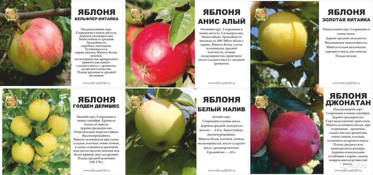 Сорта яблонь для подмосковья с фото и описанием: какие районированные деревья лучше посадить на даче в московской области | tele4n.net