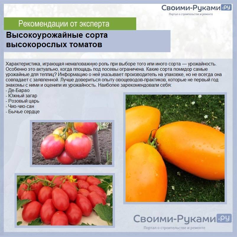 Лучшие сорта томатов для теплиц: фото, названия и описания (каталог)