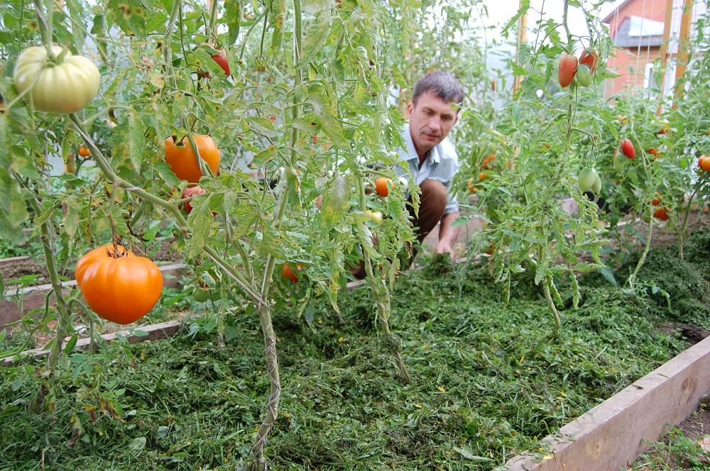 Как проводить мульчирование томатов в теплице, для чего и каким материалом