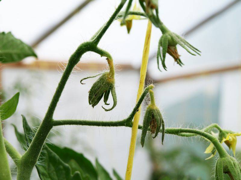 Нет завязи на помидорах: почему это происходит в теплице и что делать