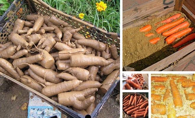 Как в домашних условиях сохранить морковь на зиму