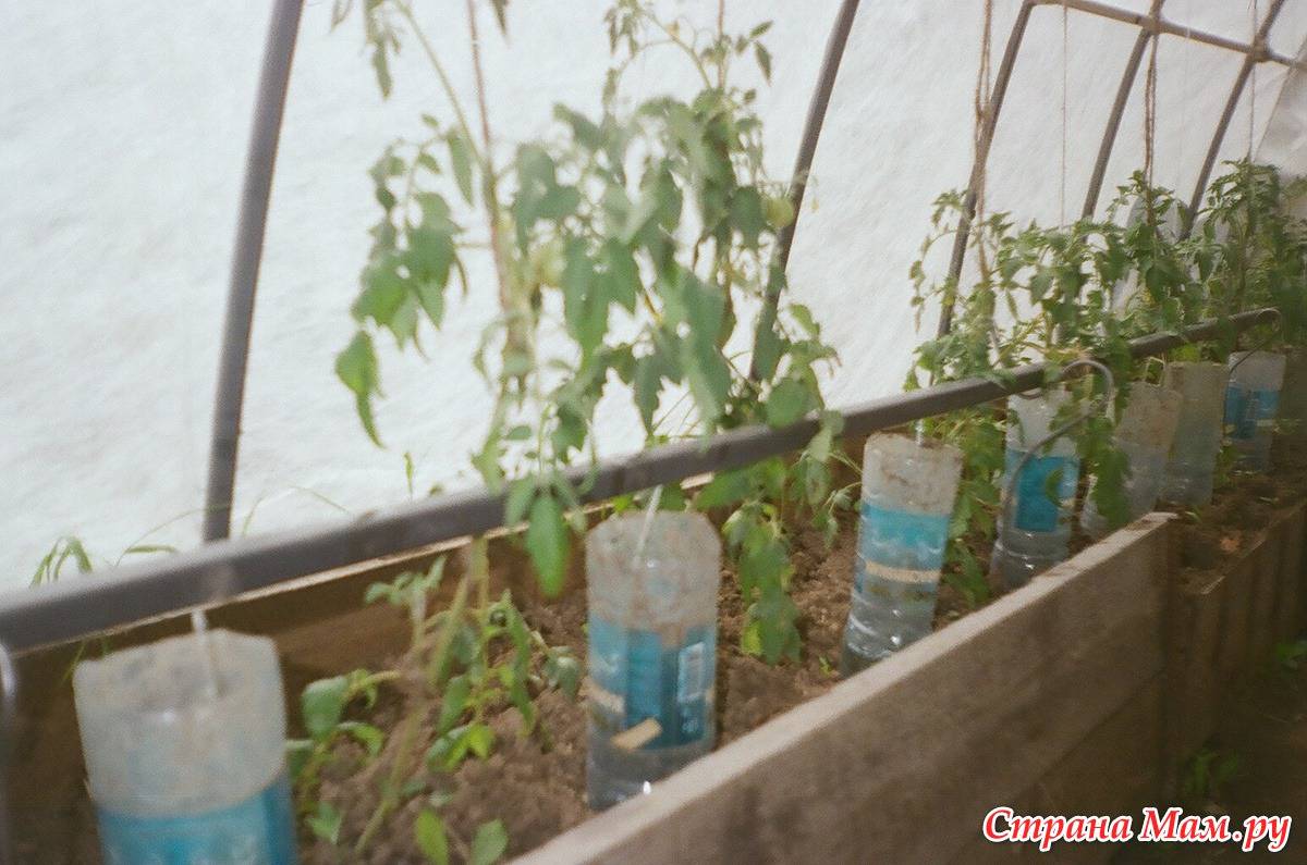 Как часто и как правильно надо поливать помидоры в теплице: норма, оптимальные климатические условия, основные правила