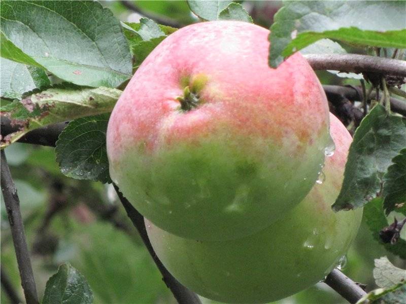 Яблони в подмосковье: описание и характеристики сортов. какие яблони лучше посадить на даче в подмосковь?