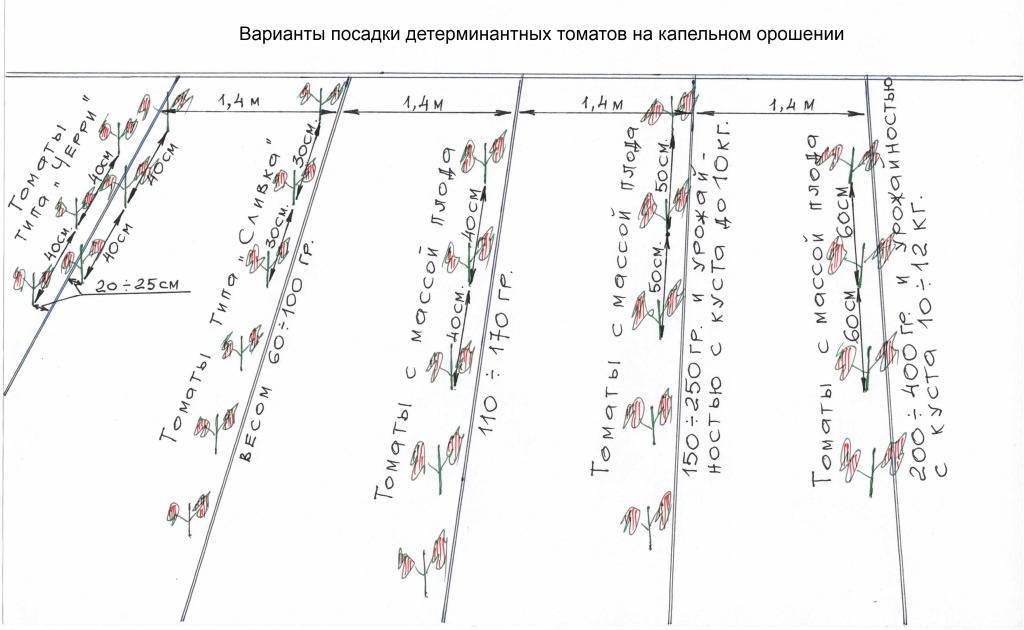 Схема посадки высоких помидор