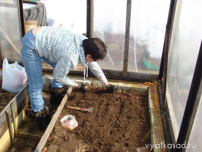 Чем обрабатывать землю в теплице перед посадкой, как поменять и подготовить почву для теплицы, надо ли перекапывать землю в парнике перед высадкой.