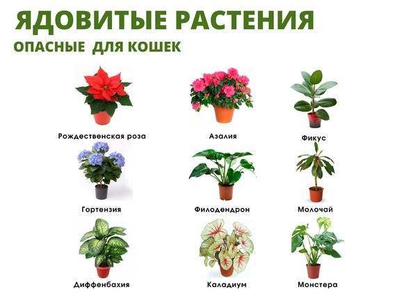 10 цветов которые могут вас убить. ядовитые комнатные растения