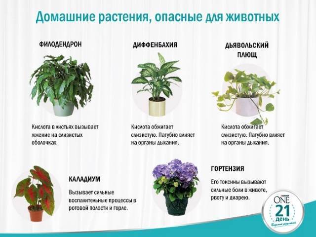 15 растений, которые нельзя держать дома
