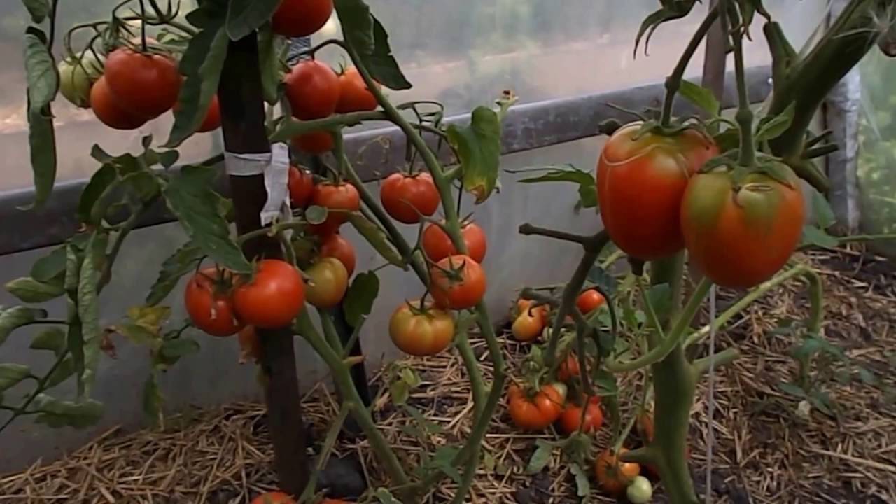 Не краснеют помидоры в теплице: причины, что делать и чем удобрять, когда должны краснеть, полезные рекомендации