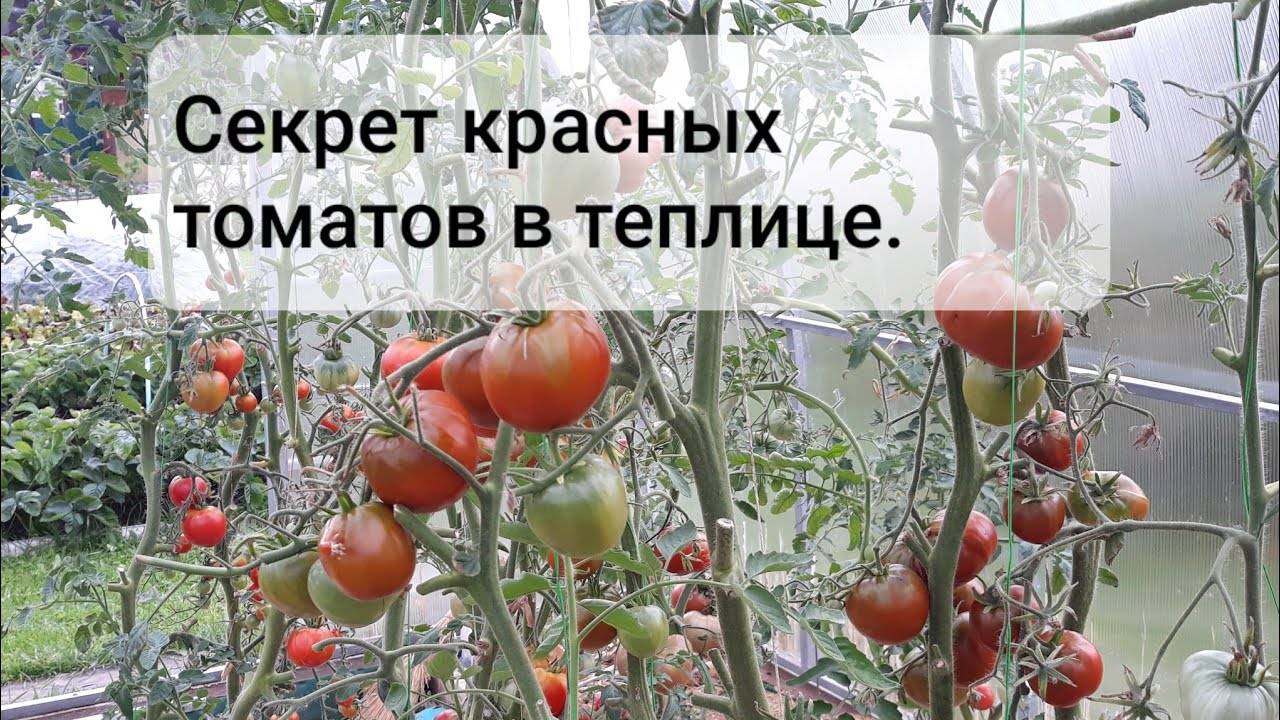 Что делать, чтобы помидоры на кустах быстро краснели: способы ускорения созревания томатов