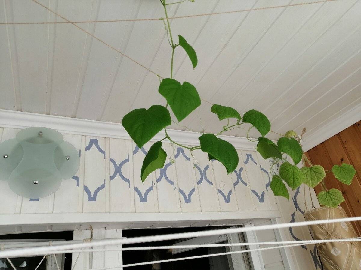 Как вырастить огурцы на окне и на балконе