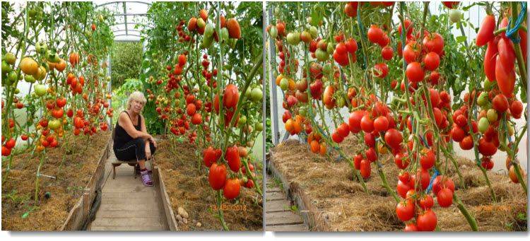 Простые решения как ускорить созревание томатов в теплице