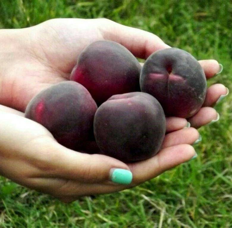 Черный абрикос "черный принц": описание сорта, особенности выращивания и отзывы