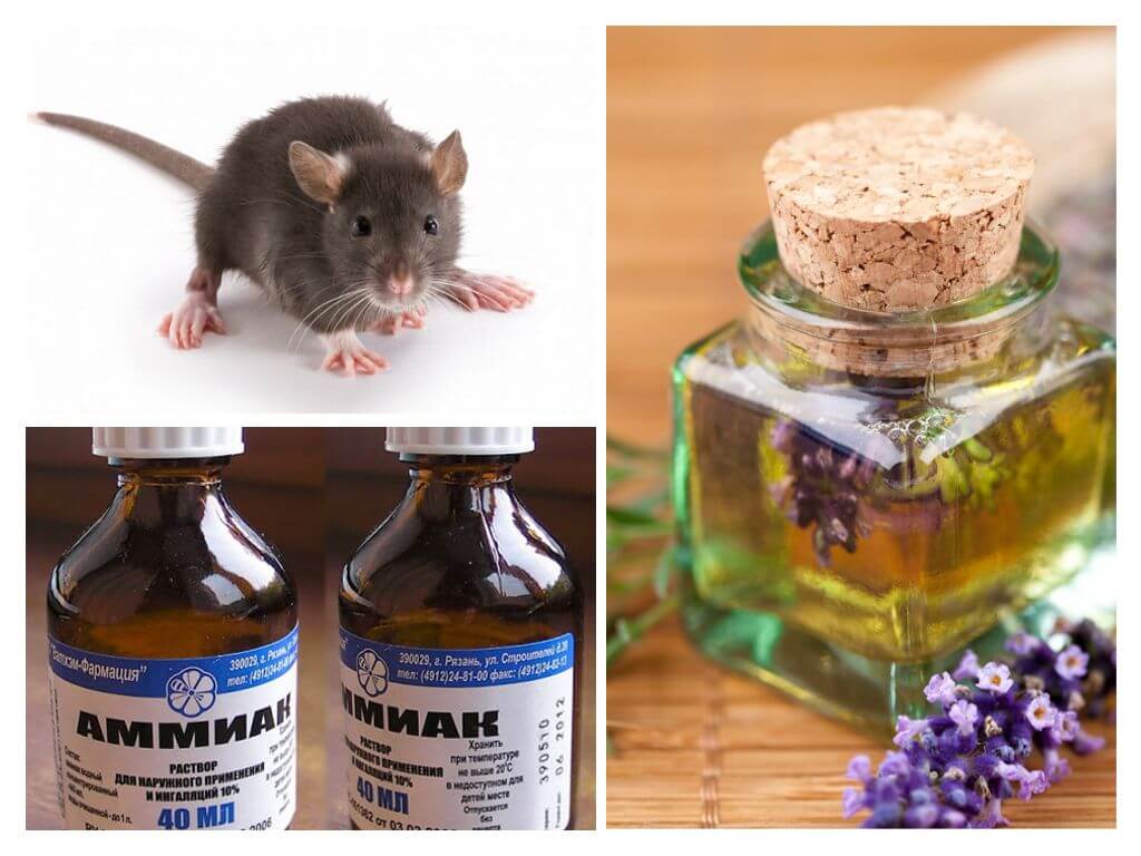 Как отпугнуть мышей от квартиры и дома с помощью запахов