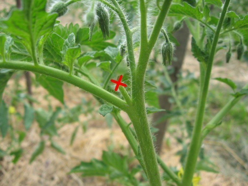Пасынки на помидорах как удалять в теплице фото пошагово