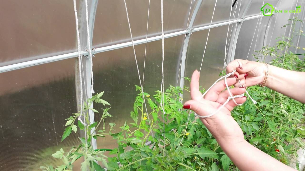 К чему привязать помидоры в теплице из поликарбоната фото