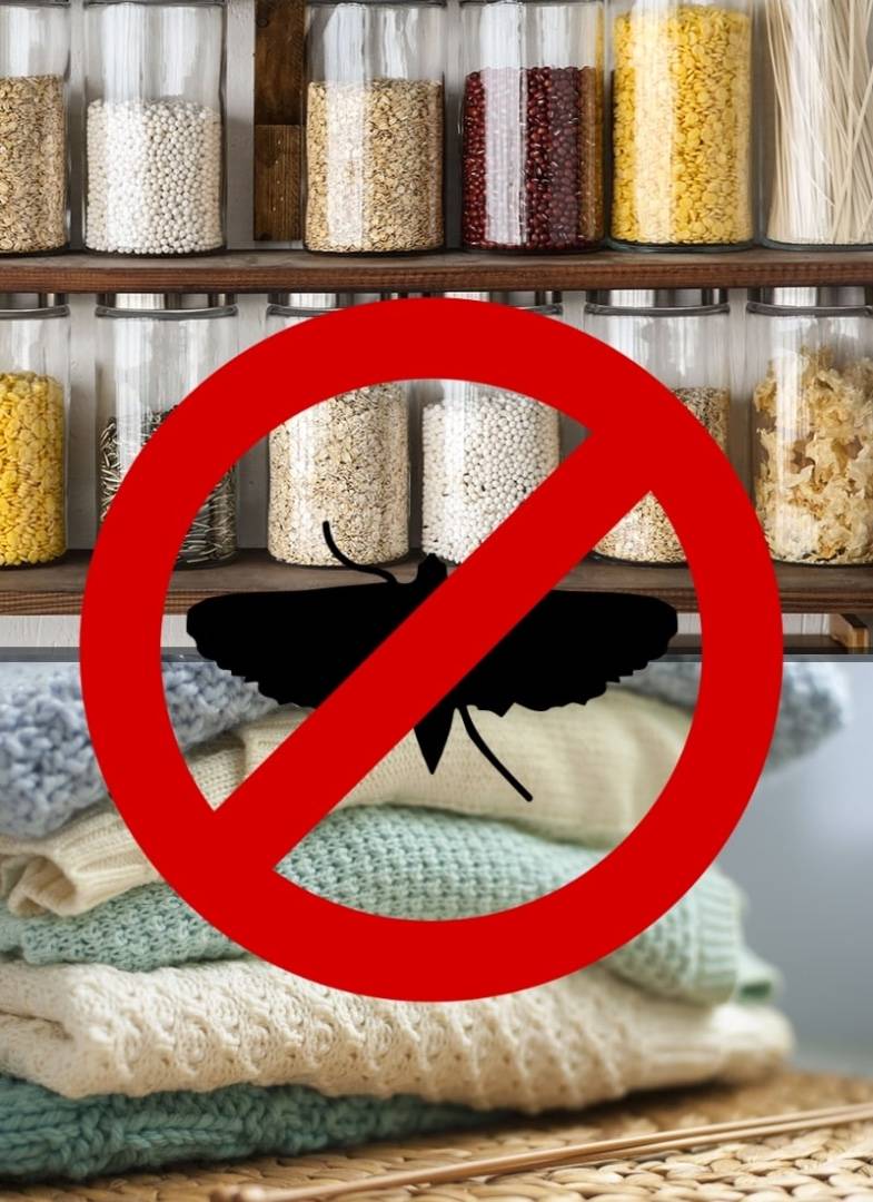 Пищевая моль в продуктах: как избавиться? ест ли пищевая моль одежду?