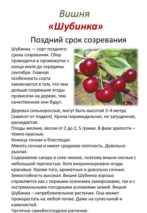 ✅ вишня любская описание сорта опылитель размножение - cvetochki-rostov-na-donu.ru