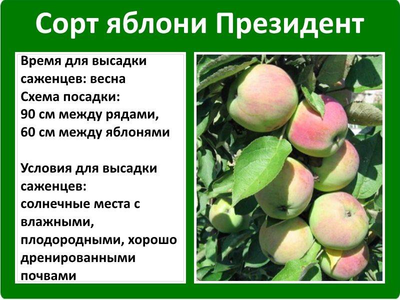 Сорта яблони для подмосковья: зимние и летние, какие низкорослые лучше для московской области