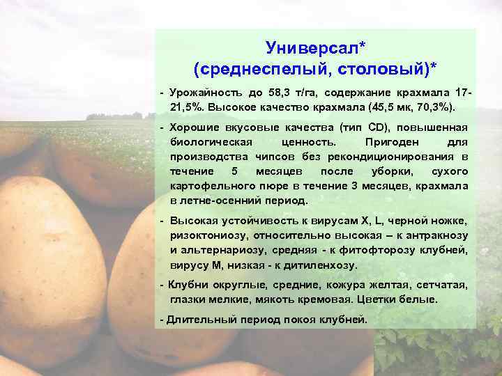 Картофель санте: описание сорта, характеристика, особенности выращивания, отзывы