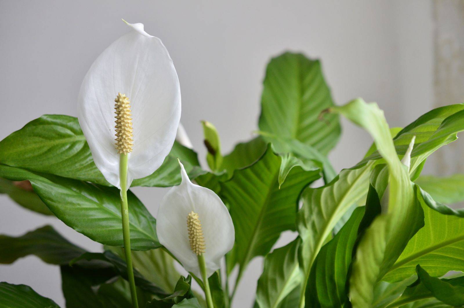 Спатифиллум — уход в домашних условиях и секреты как заставить цвести